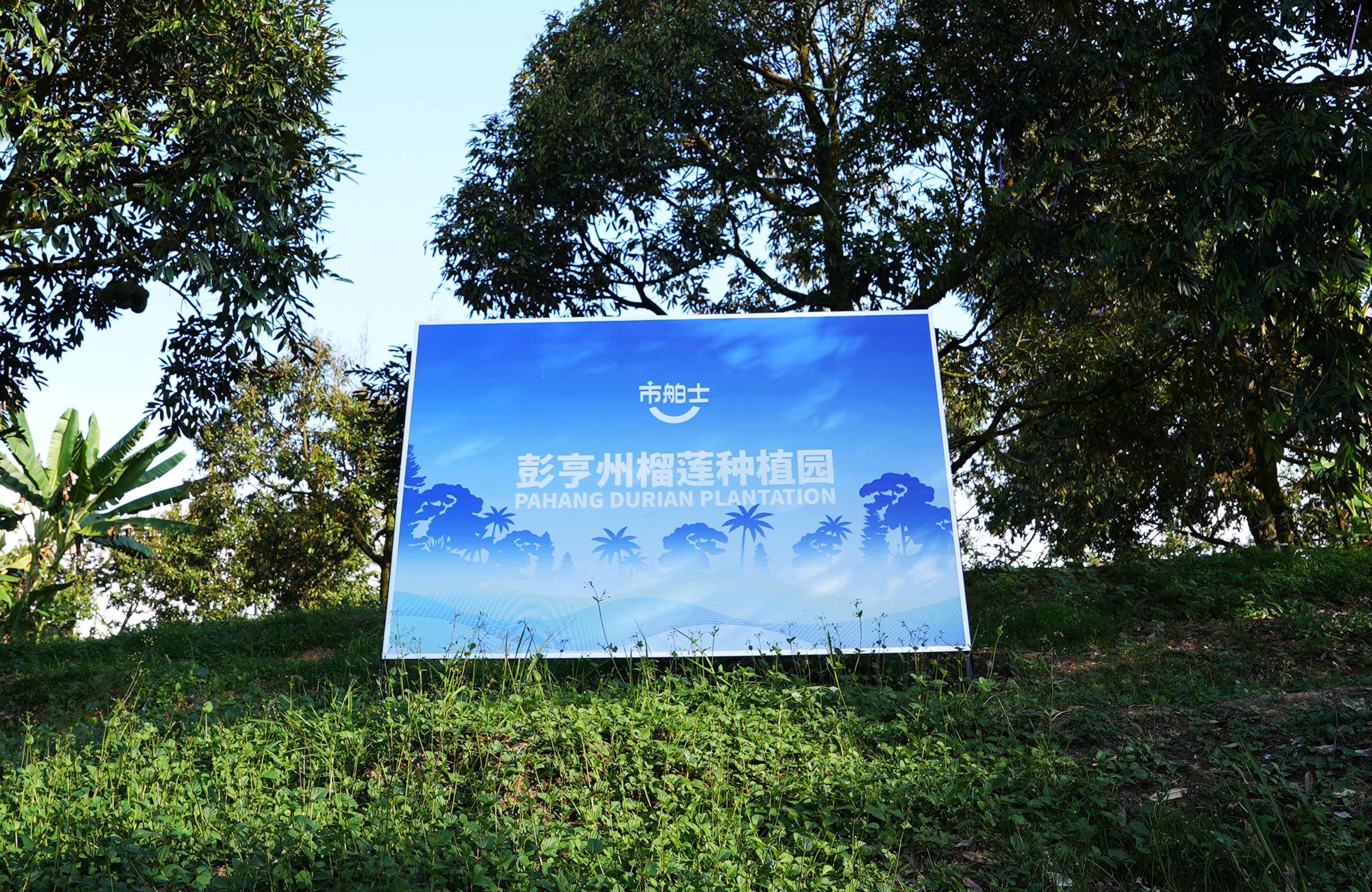 马来西亚彭亨州榴莲种植园标牌与果园实景